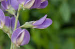 Blue wild indigo